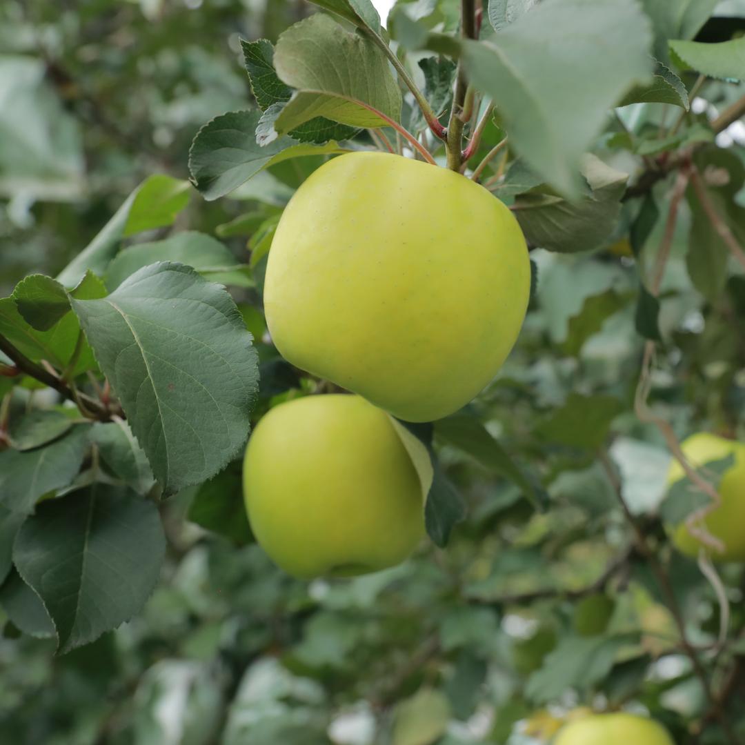 侬佳瑞雪、瑞香红、红富士苹果9斤混装