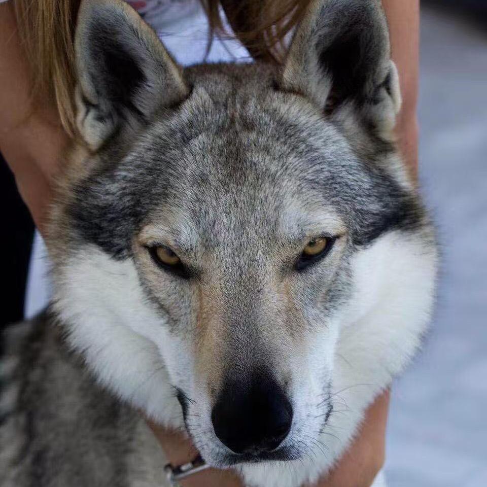 瑞家的捷克狼犬