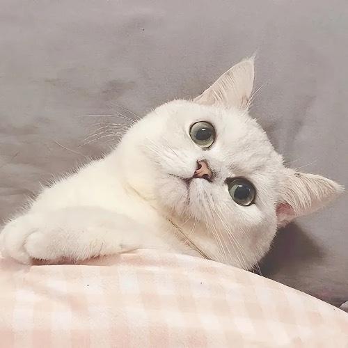 不吃鱼的猫