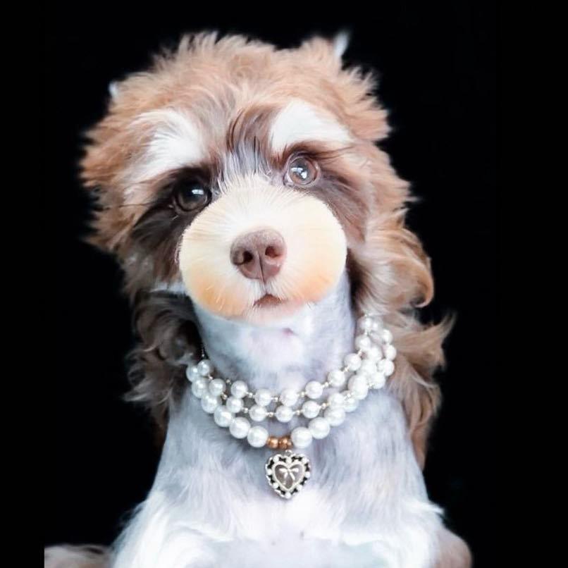 星允宠物-小体雪纳瑞繁育