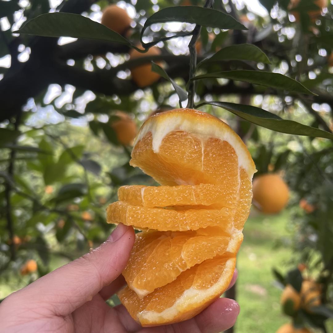 奉节脐橙特产店