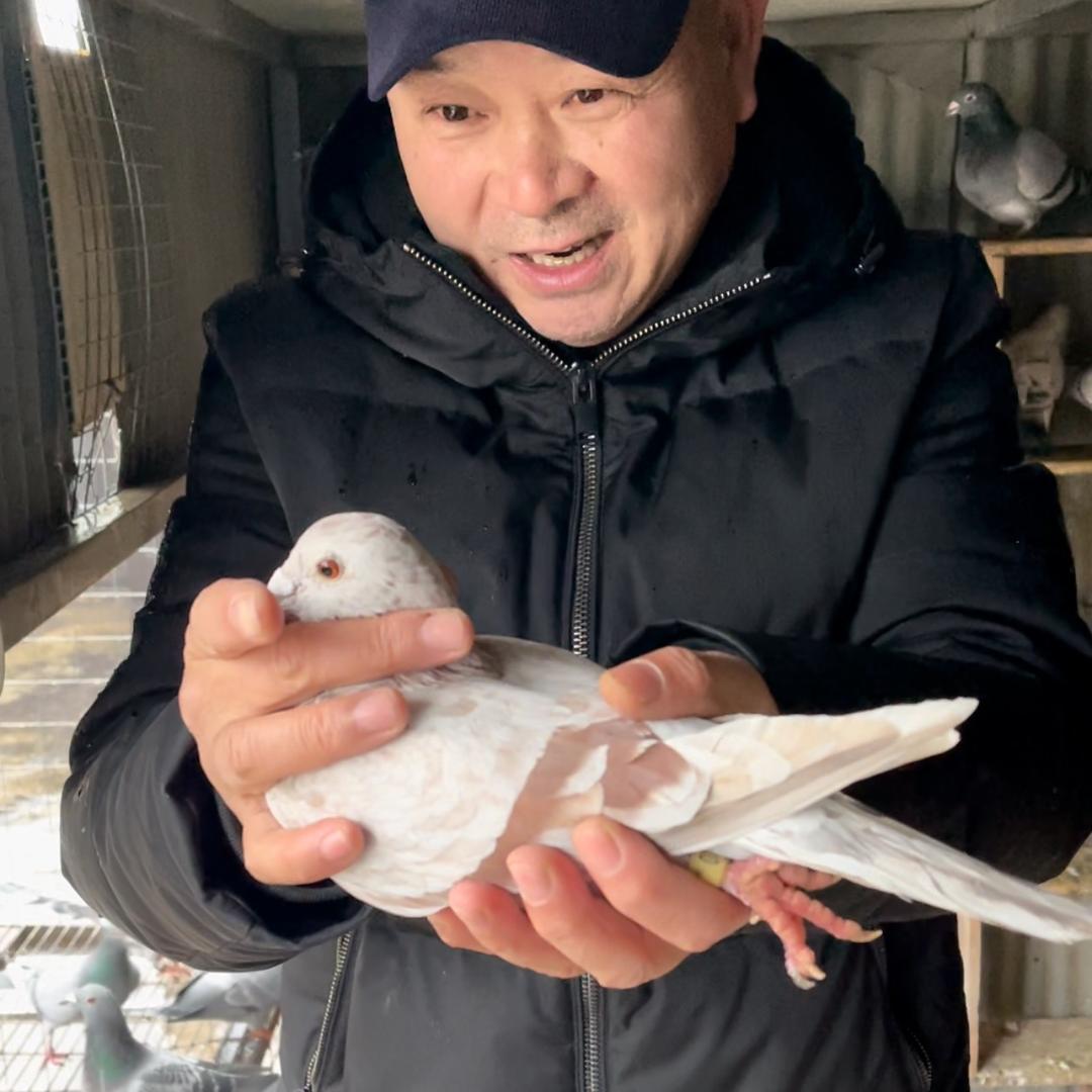 老费鸽舍朋友圈