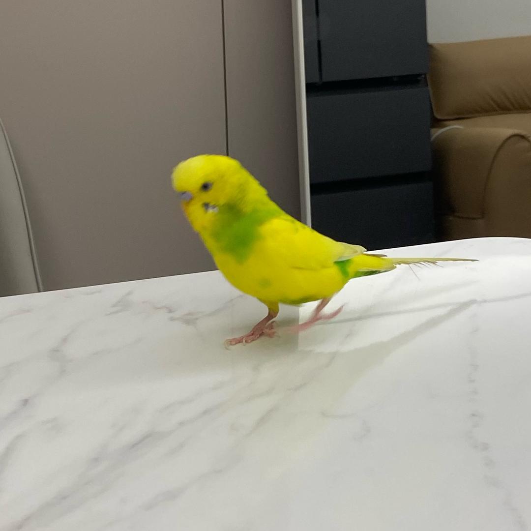 6000元寻找黄绿色虎皮鹦鹉（小爱）