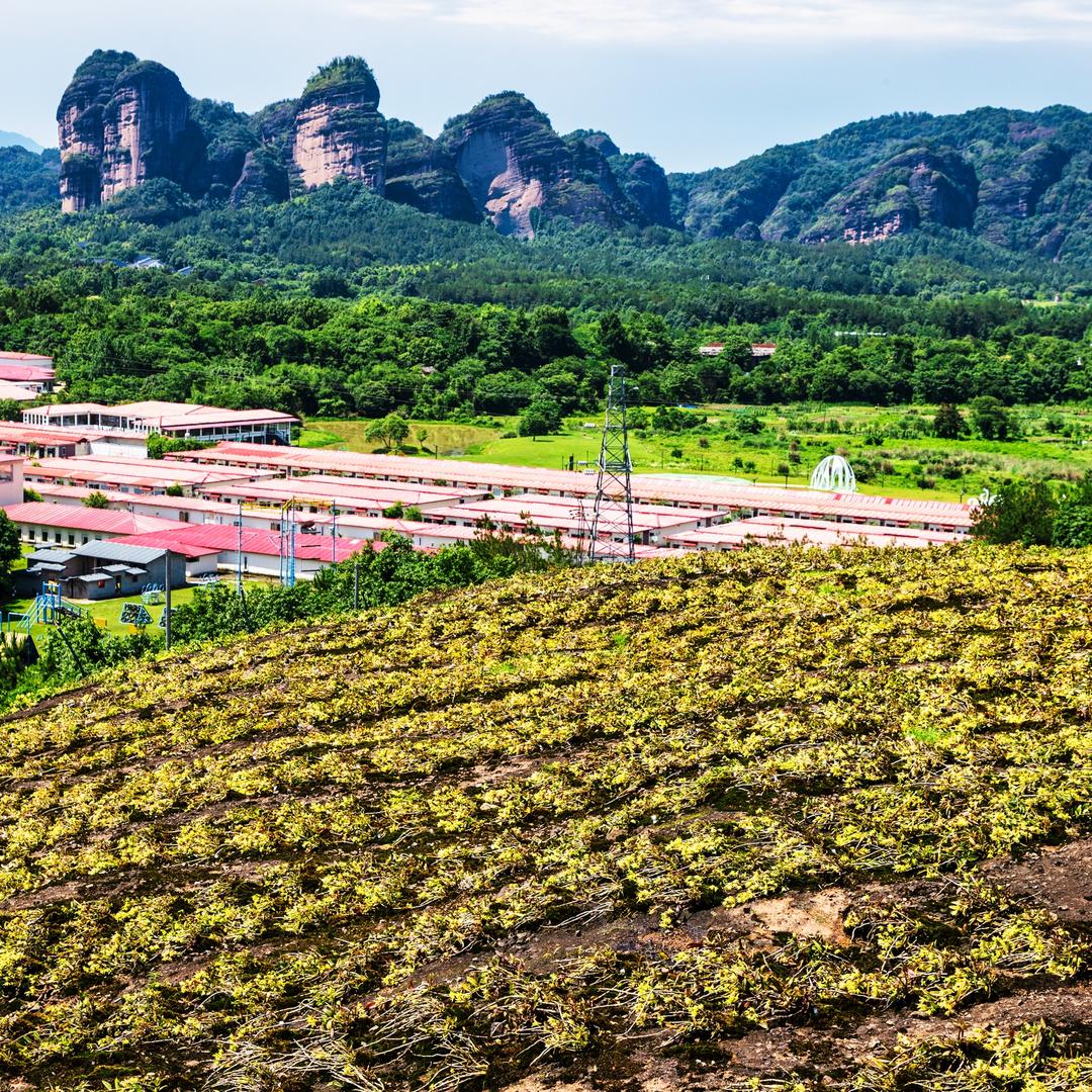 炎曦（铁皮石斛）