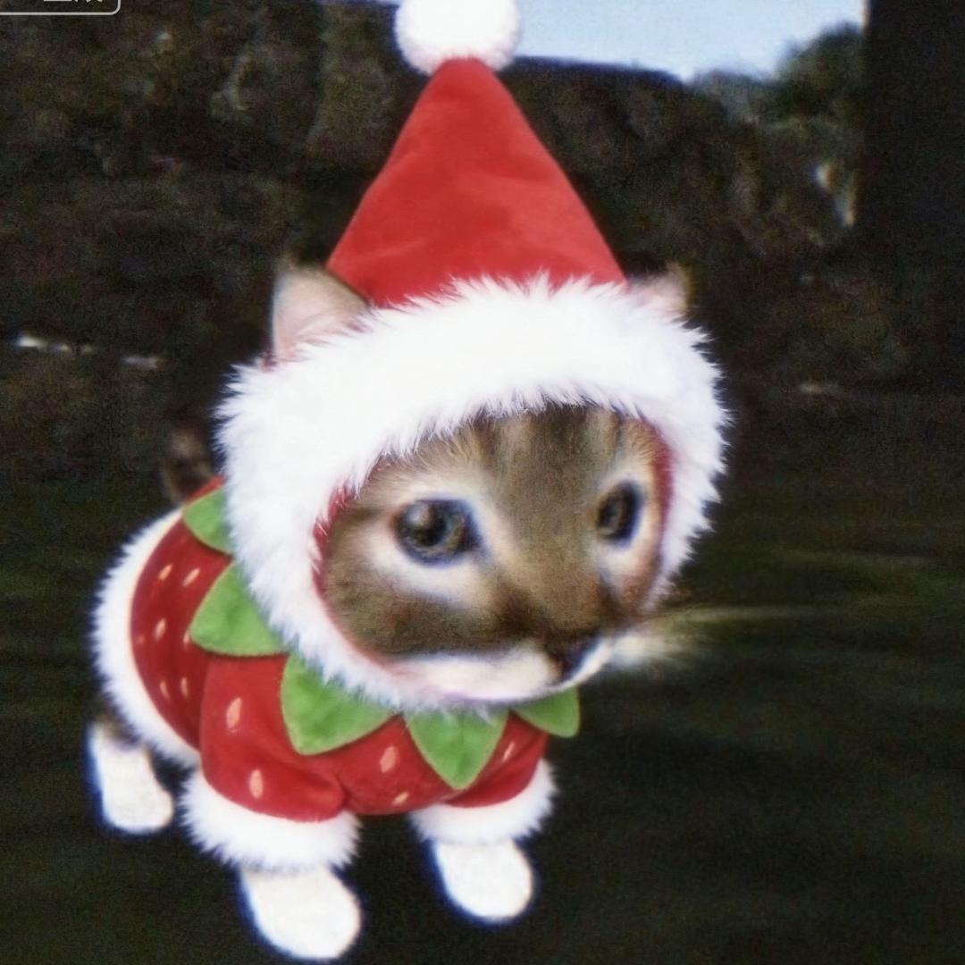 别特么欺负老实人