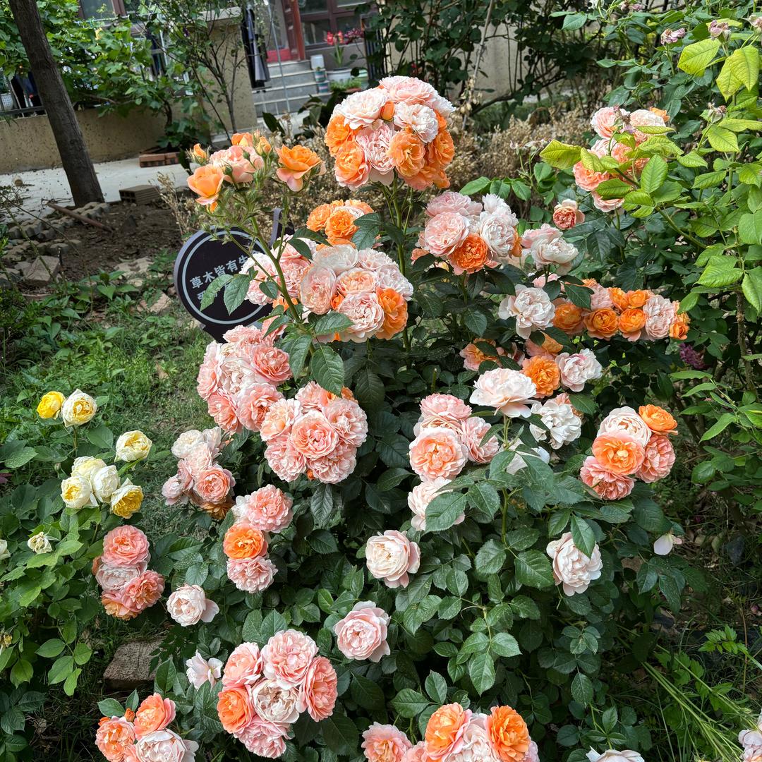 幸福每一天