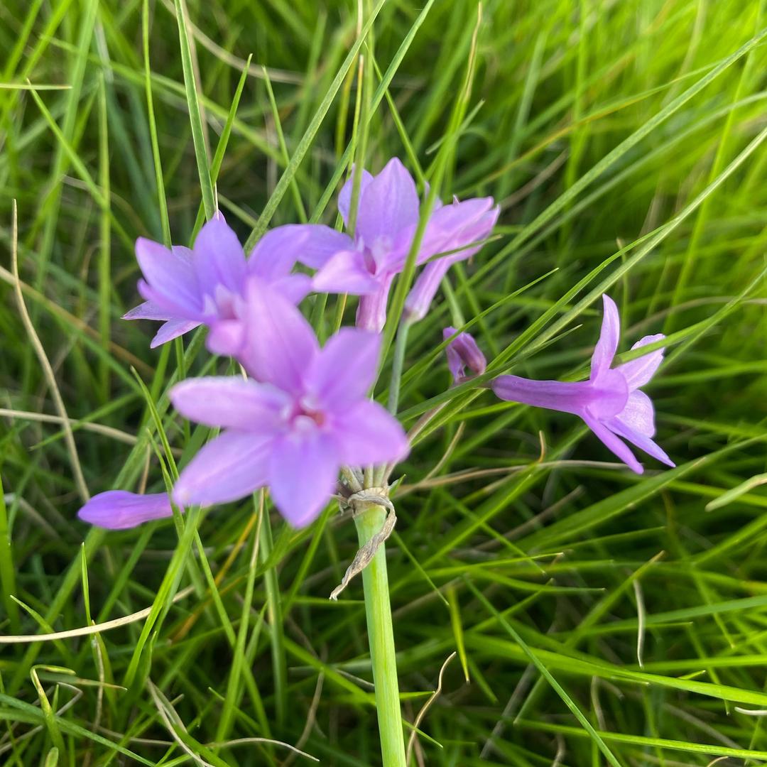 蜀东小川
