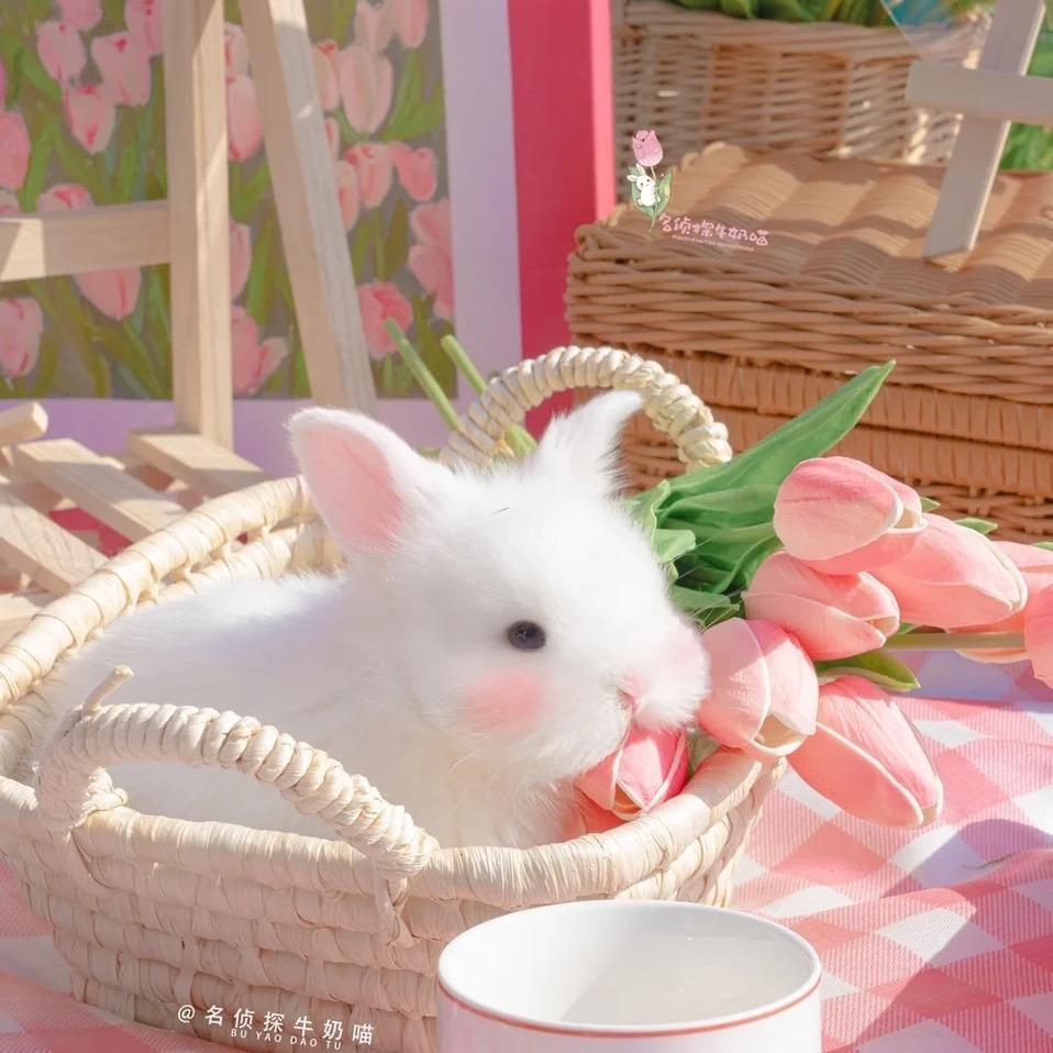 🌈糖哩糖豆（见过蒋敦豪版）