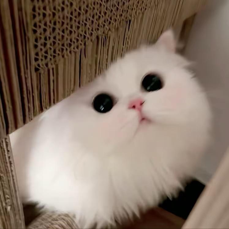 小媛u