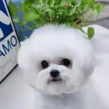 宠旺美容师培训