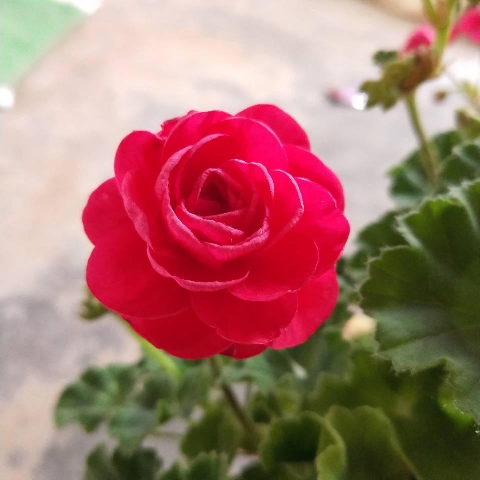 小马家园艺