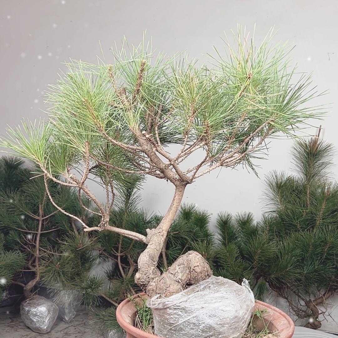 二零玖號花田
