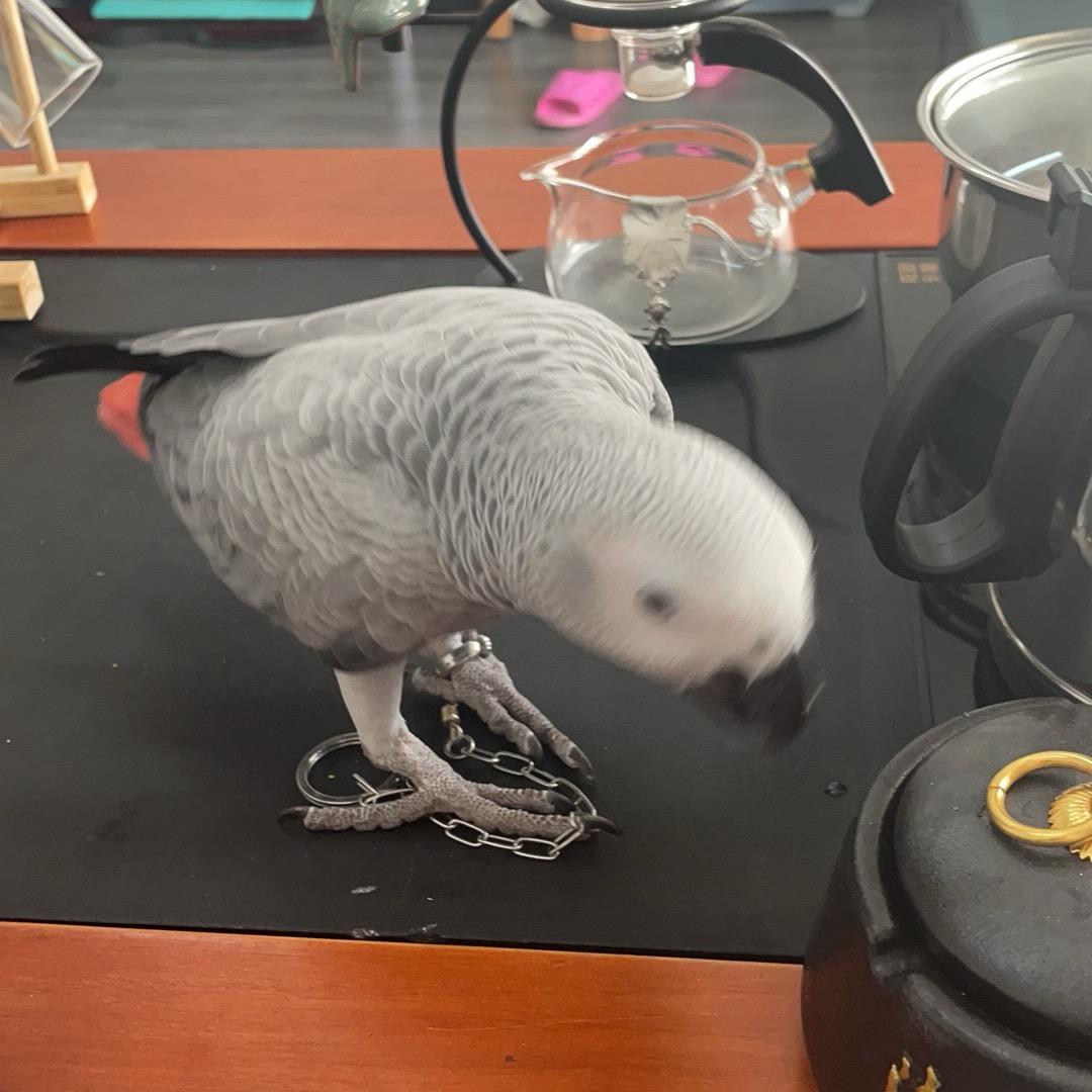 旭翌宸🌈鹦鹉🦜