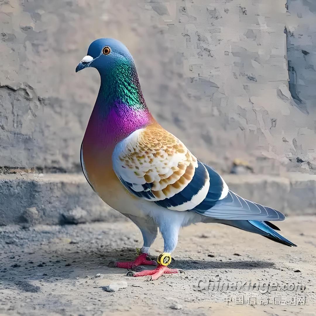 格莱利～媛媛聊养鸽