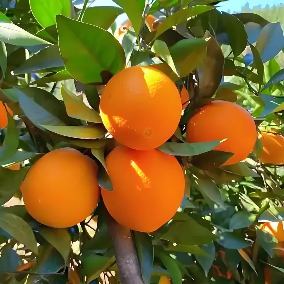 芳华赣南脐橙甄选