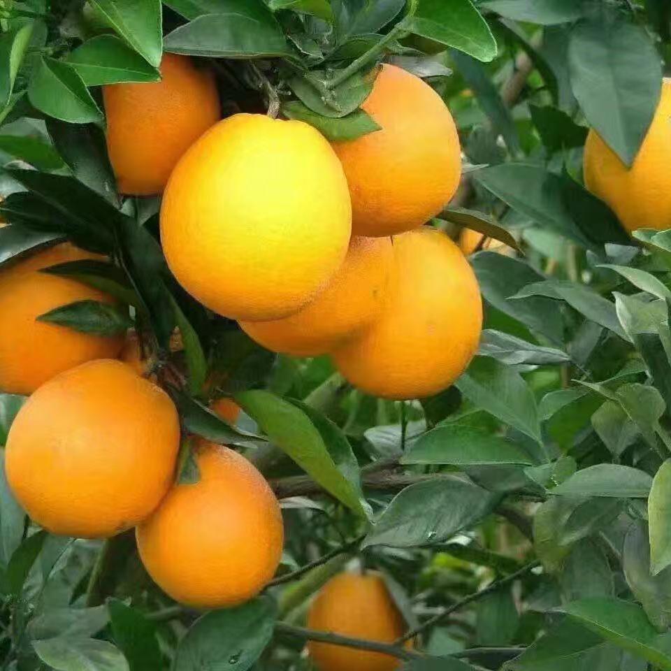 长胜镇脐橙优品店