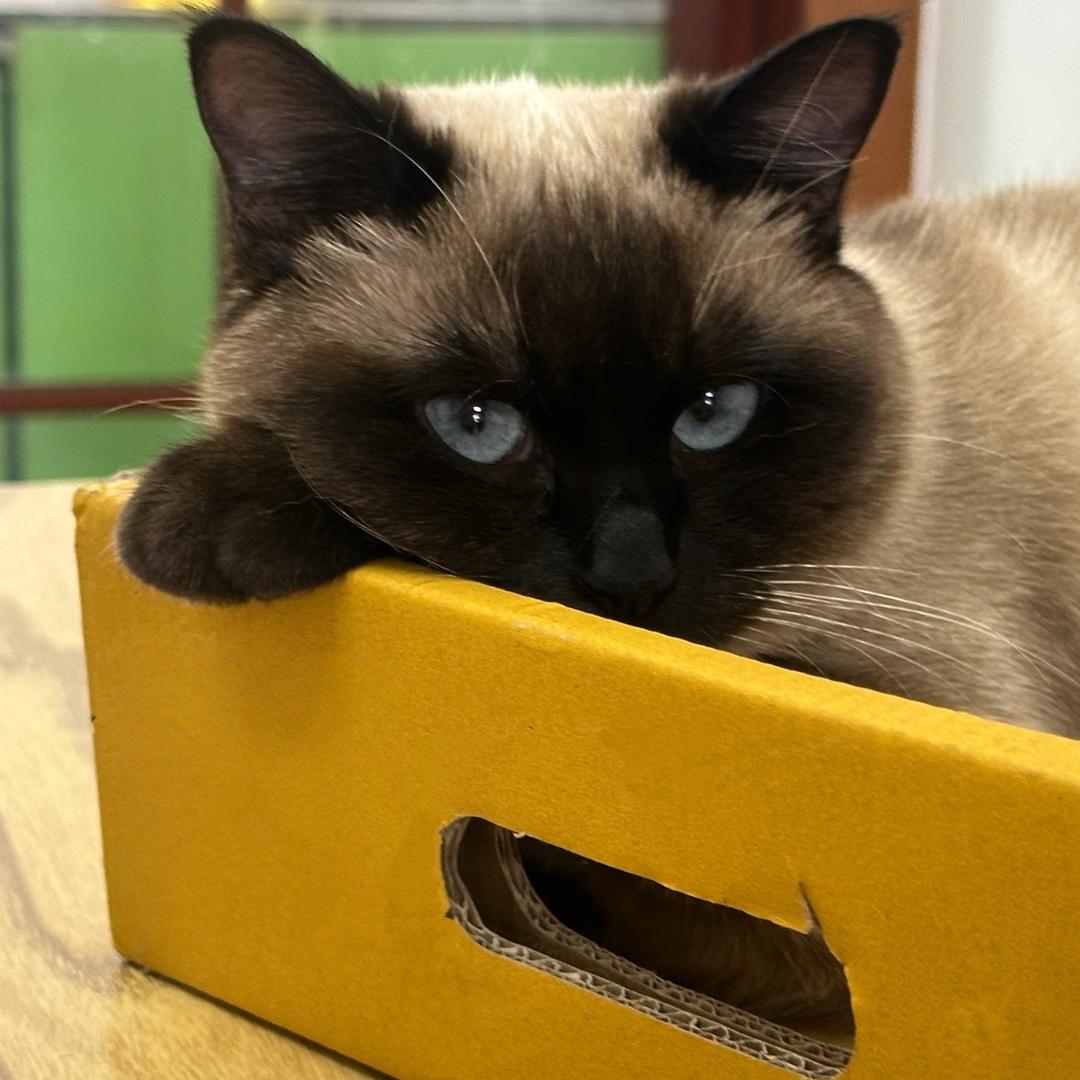 吐司宠物用品仓