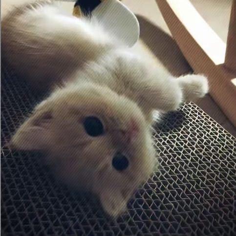 丽院小菲
