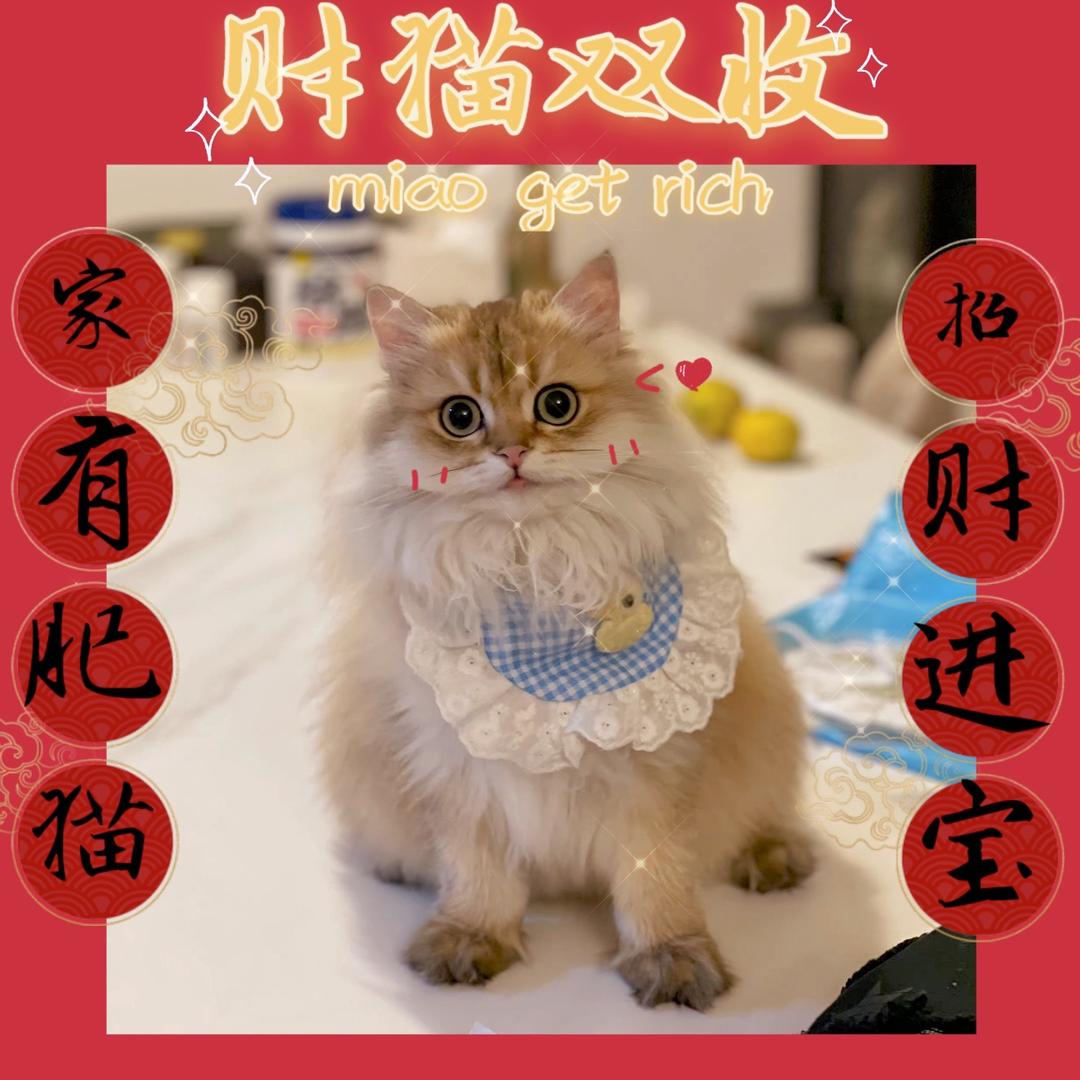 普通小兔子