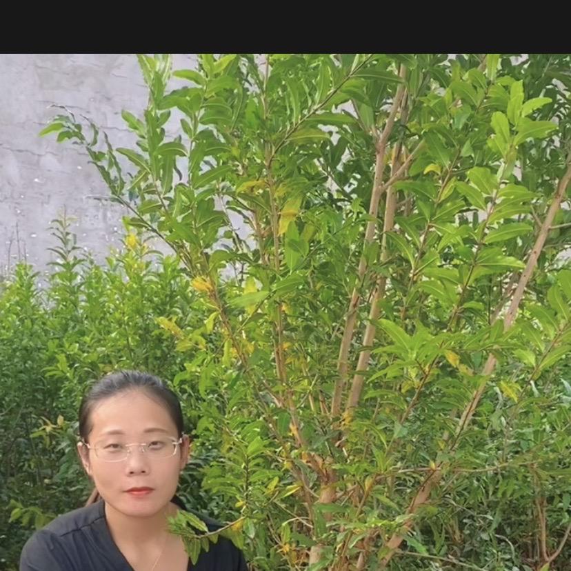 俊兵果树苗木专营店