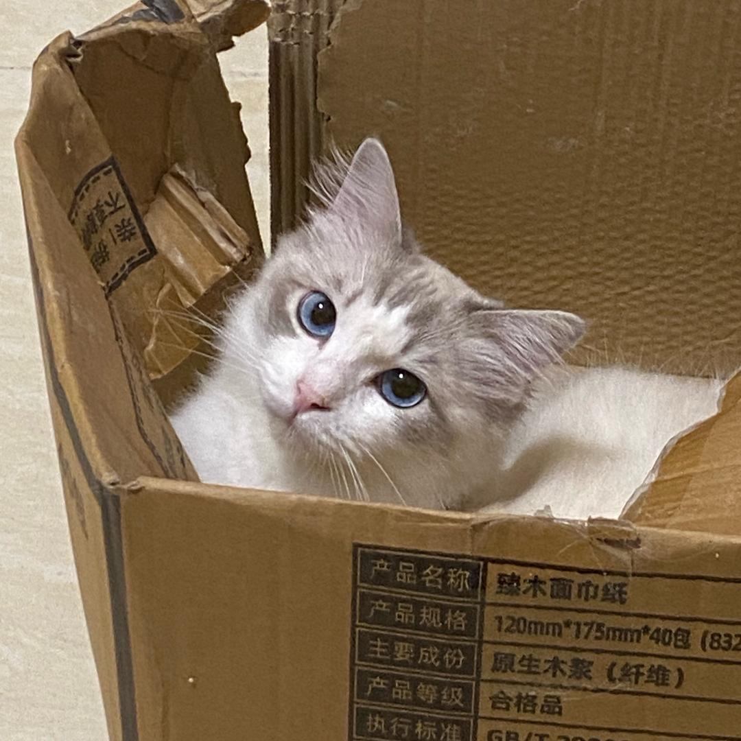 半糖咖啡___