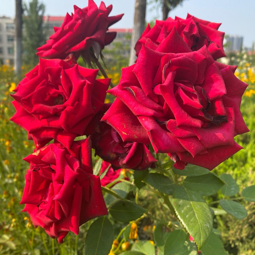 太阳☀️花