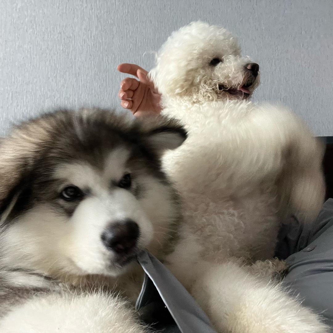 胖虎和可乐
