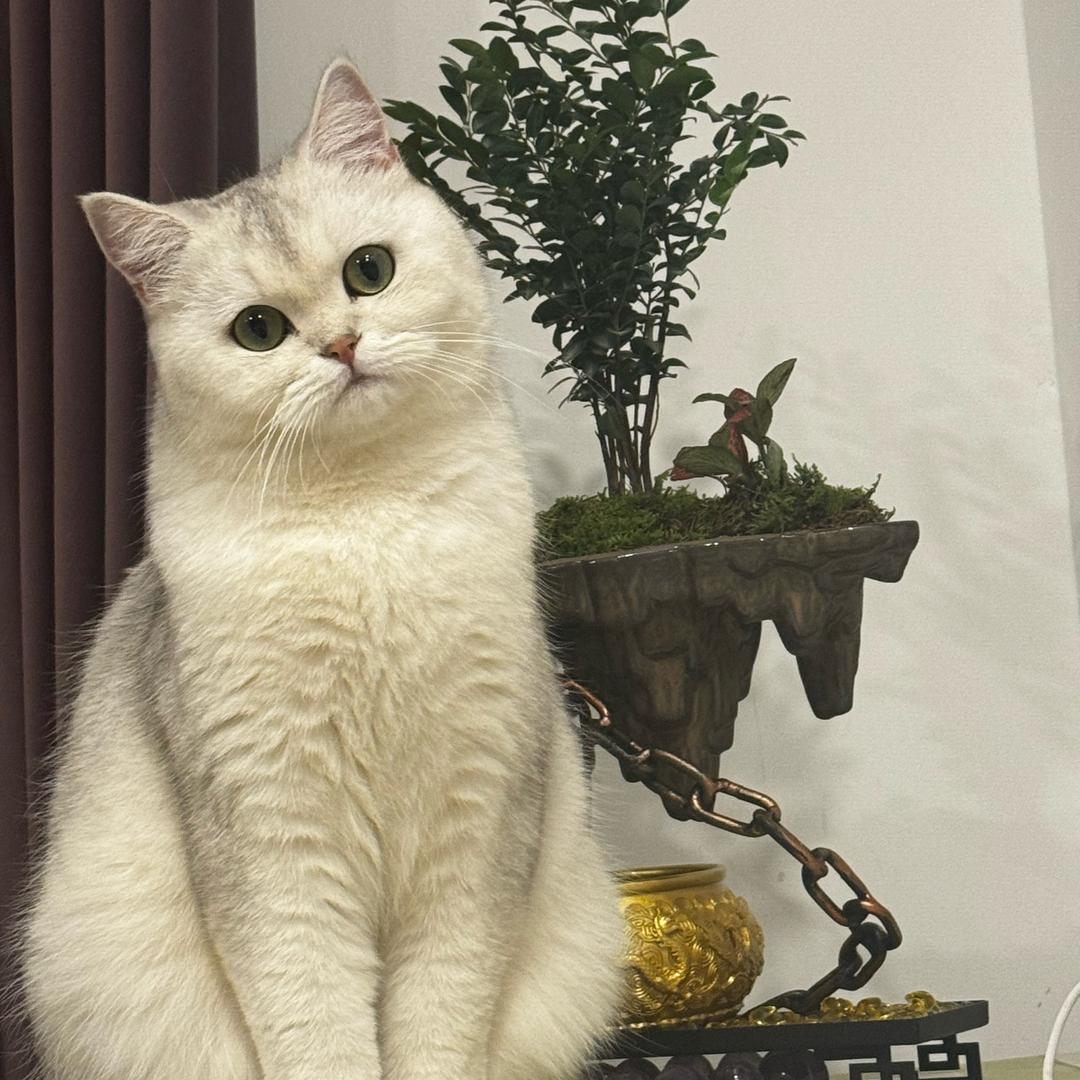 维维