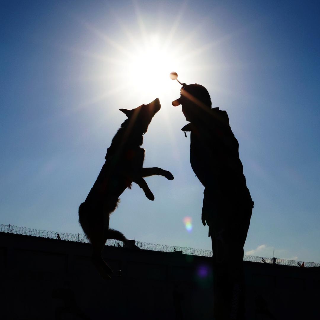 悟道工作犬俱乐部