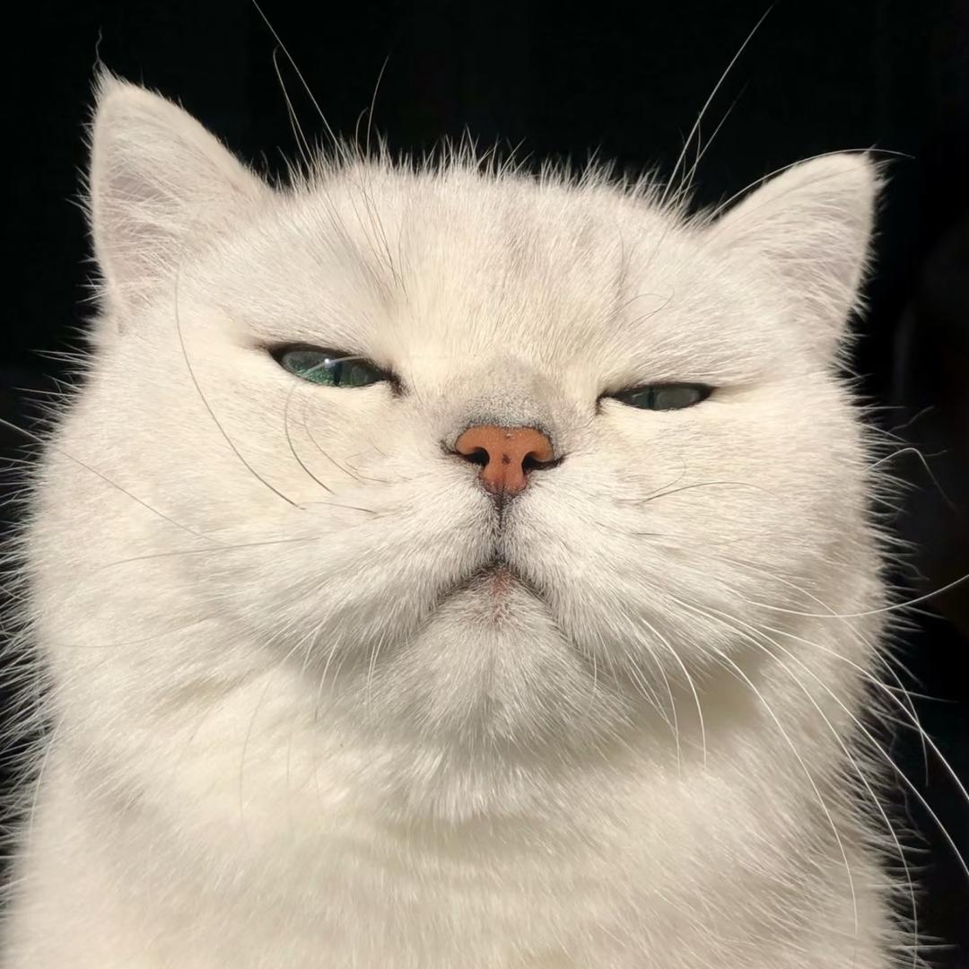 小羊哈哈