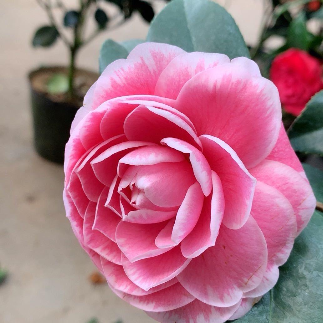 花颜悦色园艺