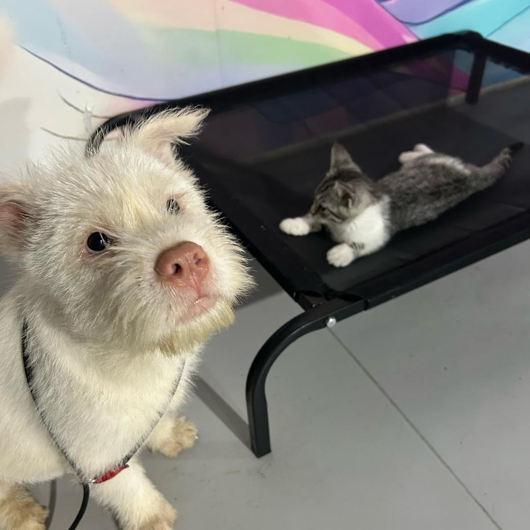 下司犬-洋芋粑