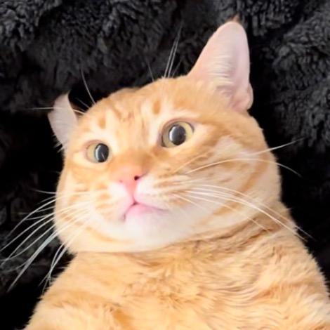 某猫橘