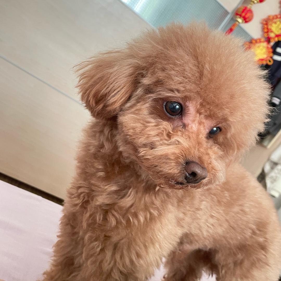 打酱油的小怪兽