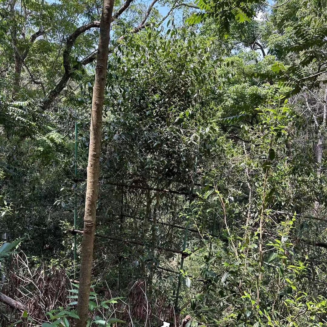 安腊山19号-【云临山里客茶农合作社】