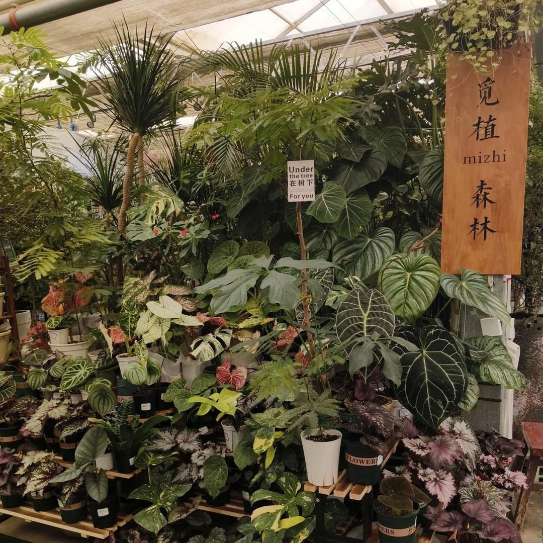 新疆觅植园艺