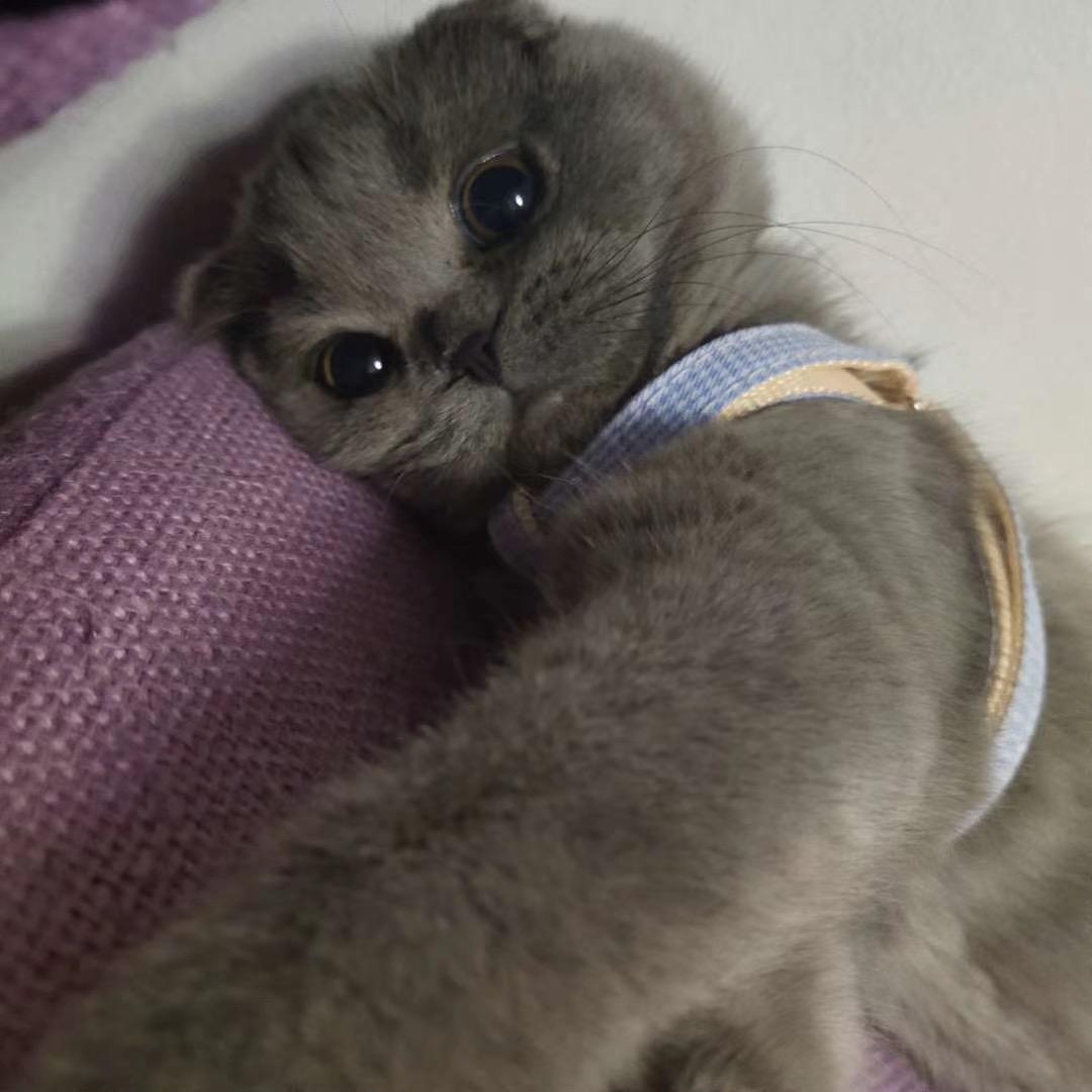 饭团子的范