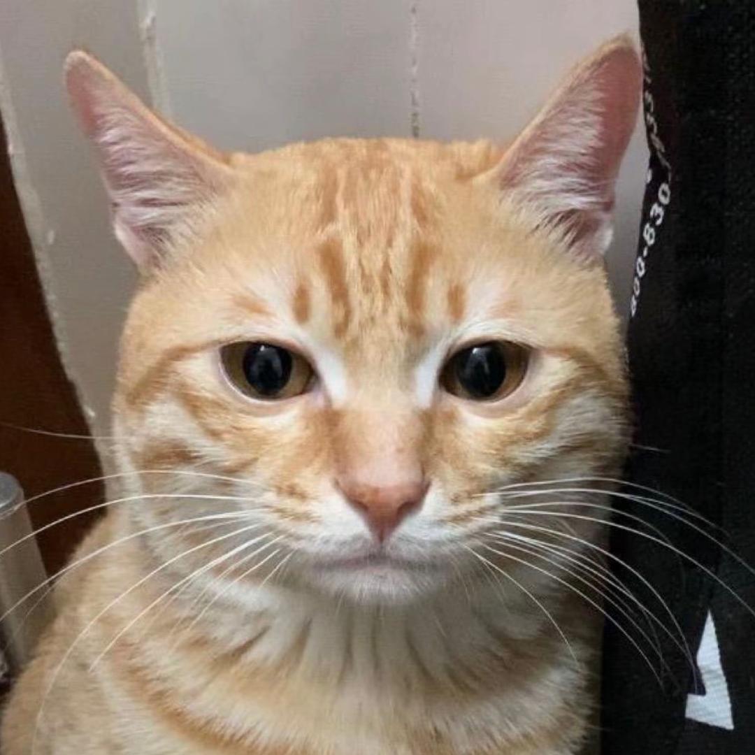 皮蛋激情抛摔马铃薯