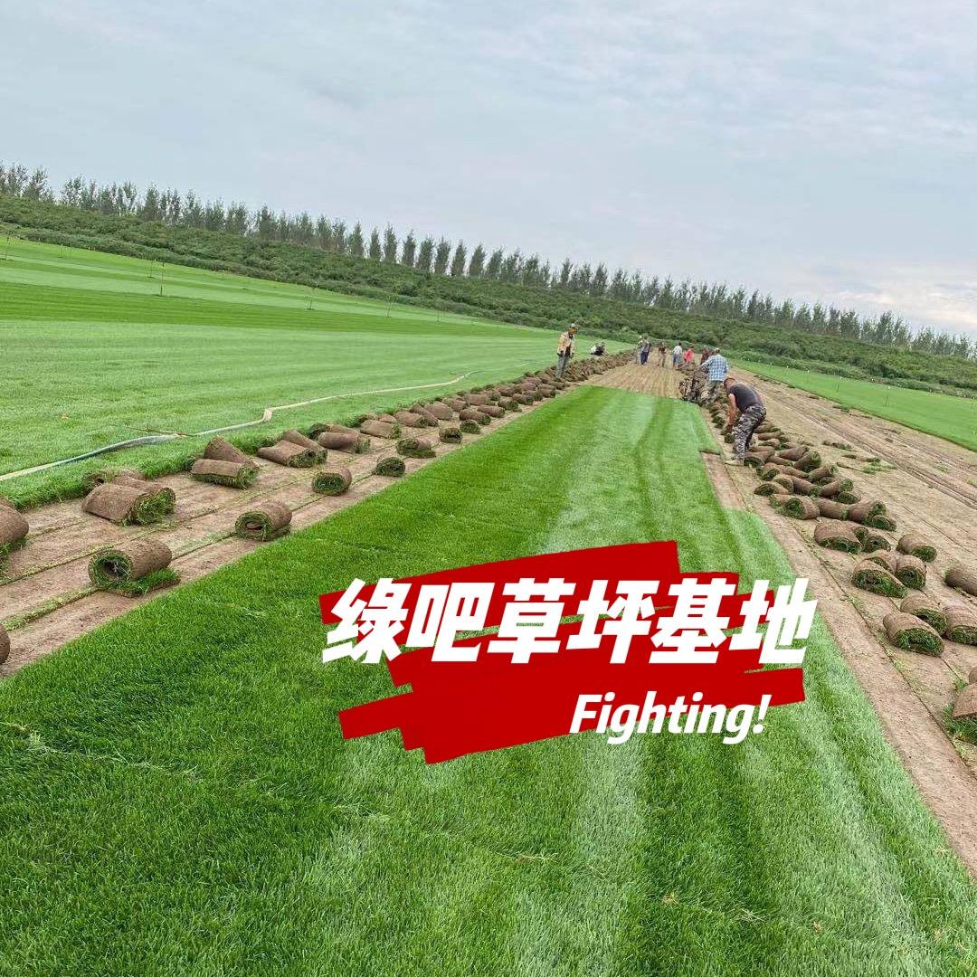 绿吧草坪种植基地