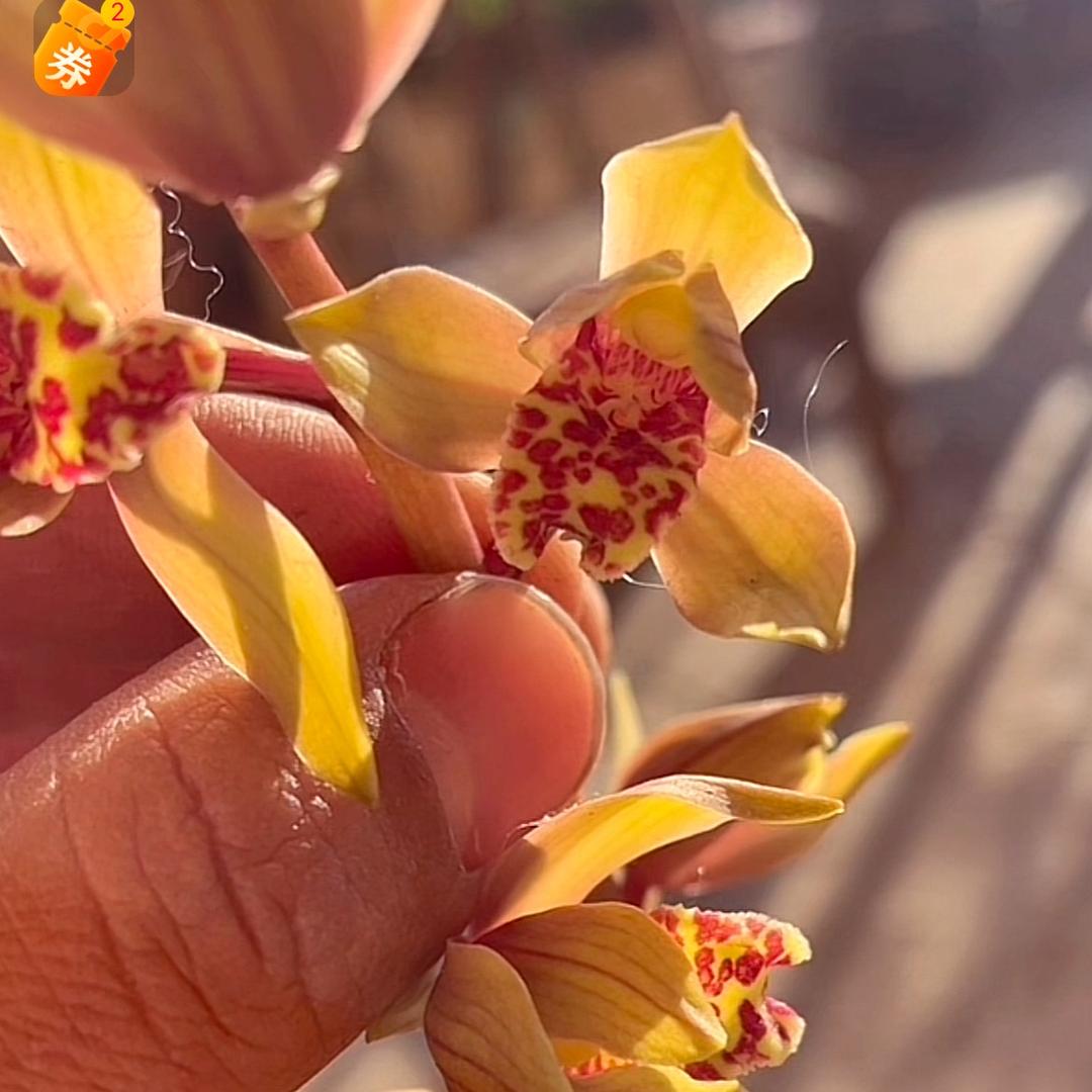 Very lucky 幸运兰花花