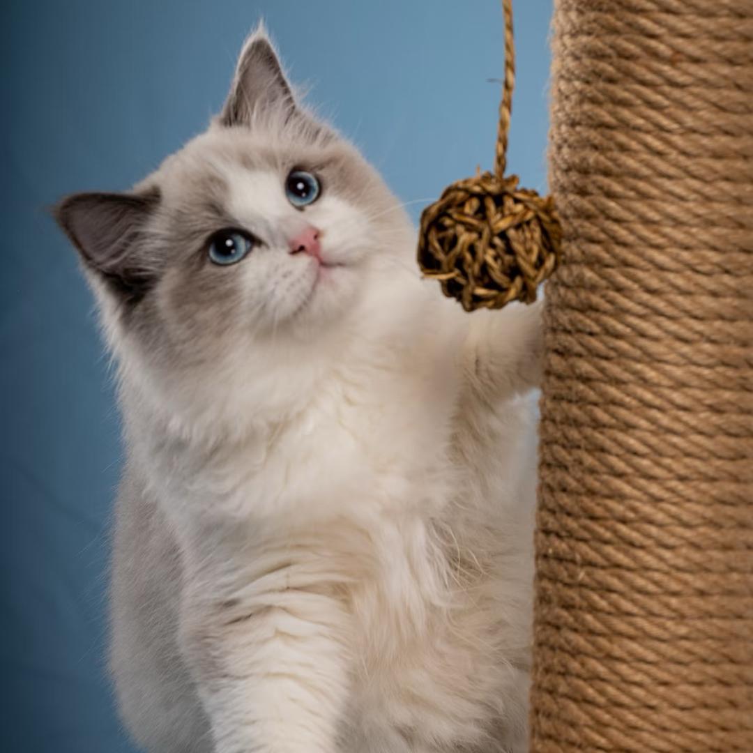 一只憨猫