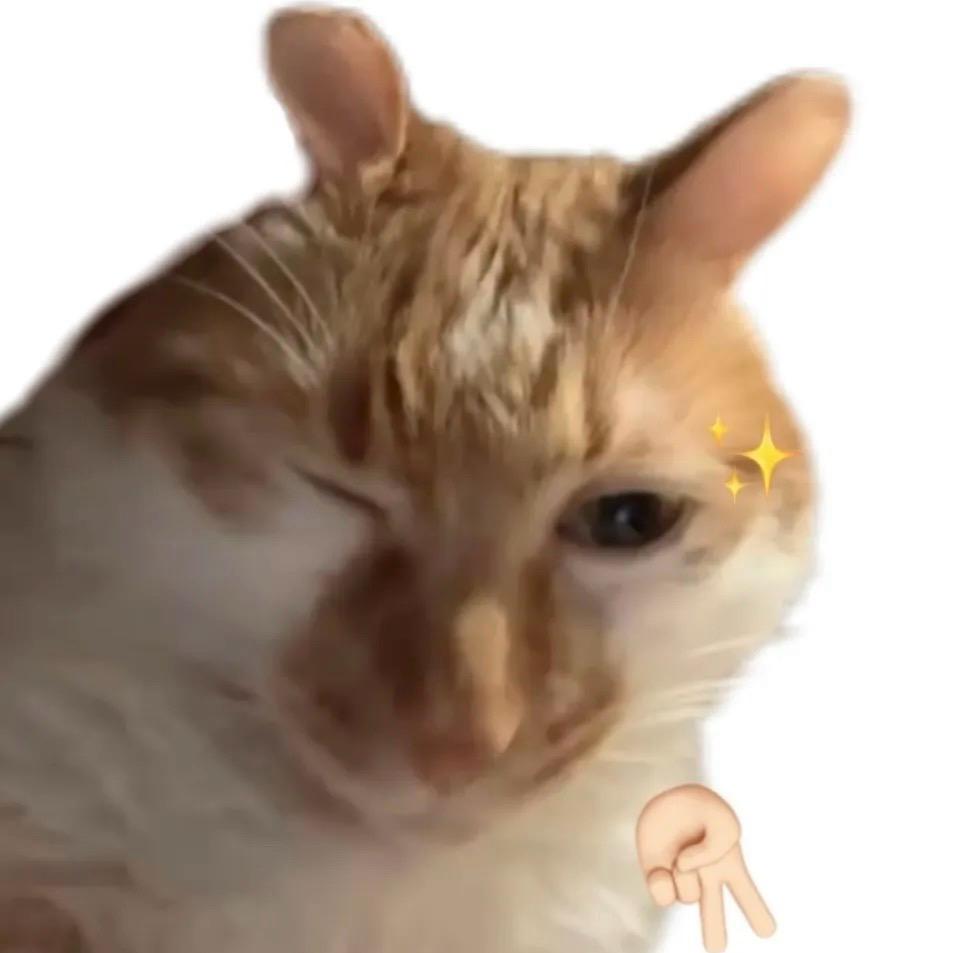 猫猫爱抽象