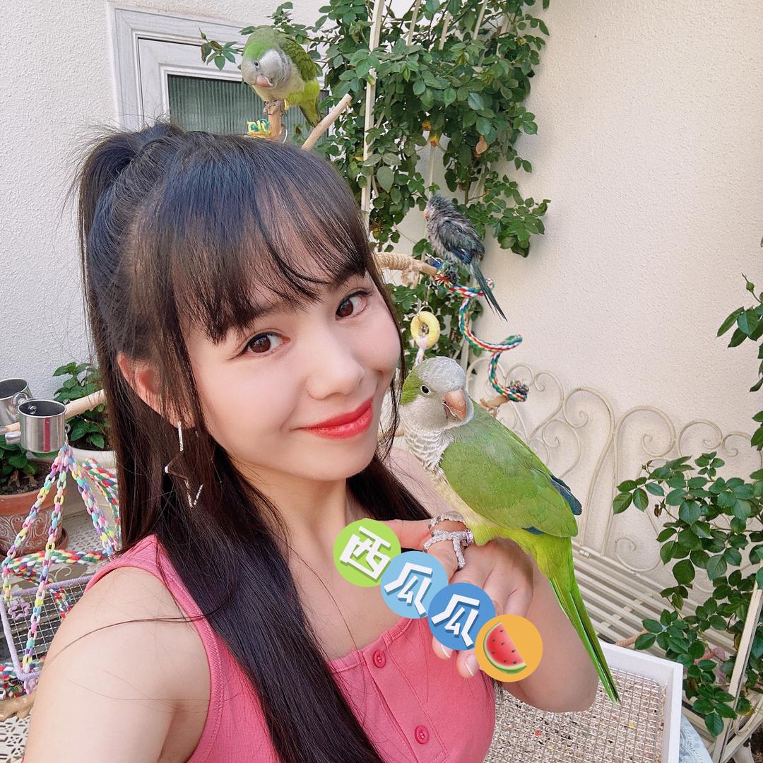 西瓜是只鸟