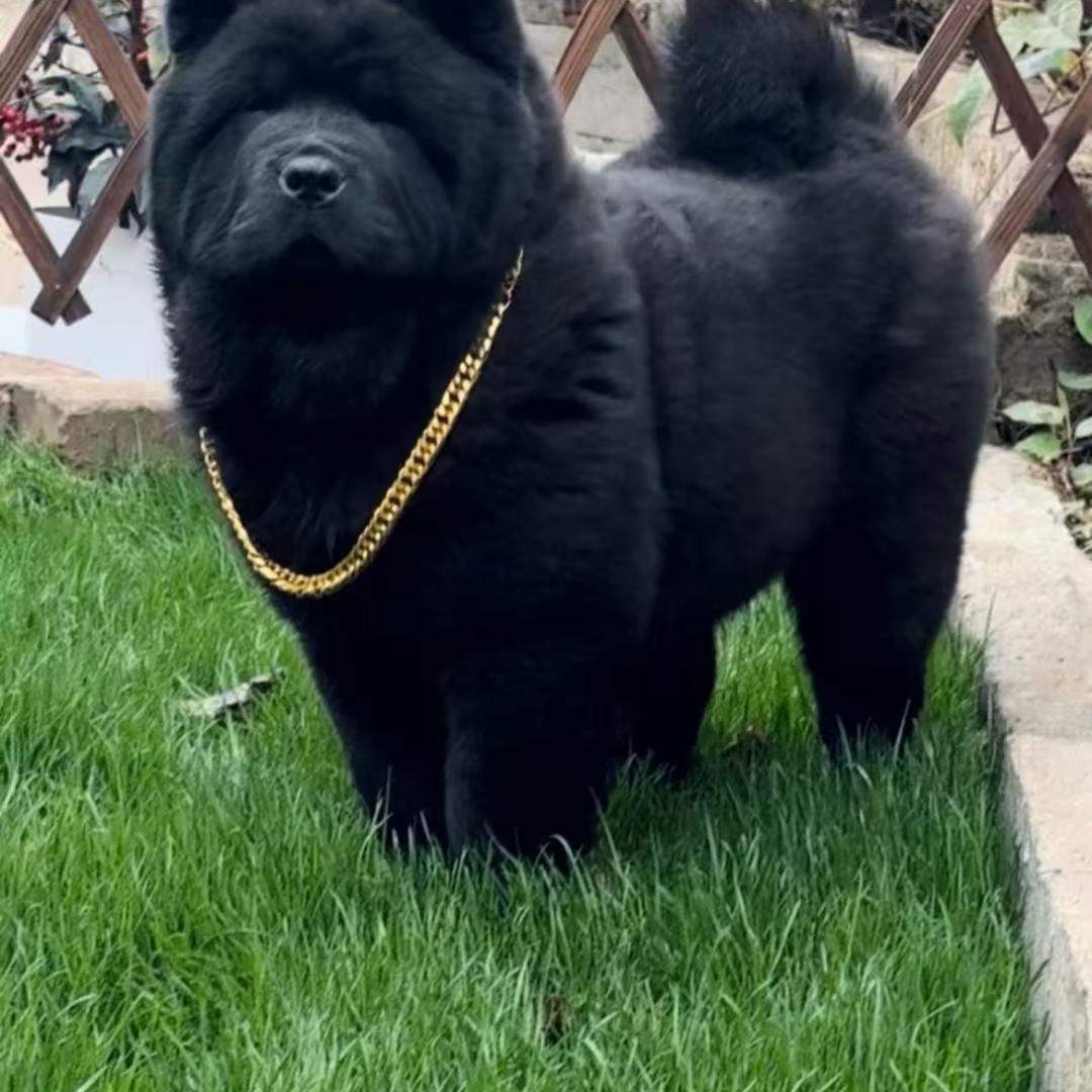 五黑犬爱好者