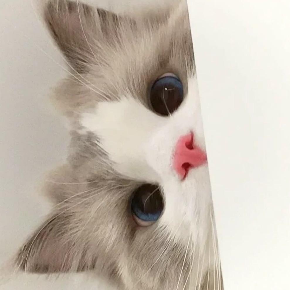 奶黄包🌙@抖音