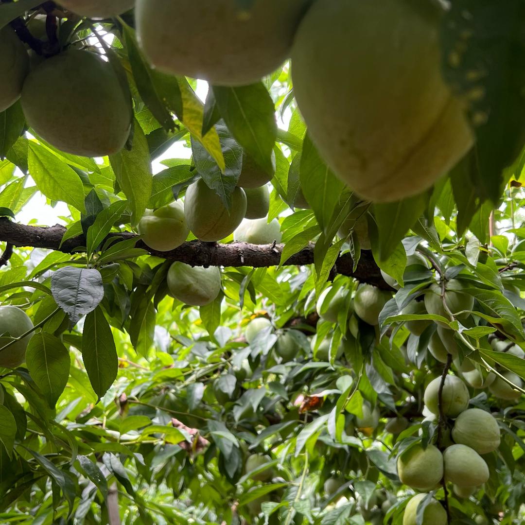 灌阳奈李批发代收