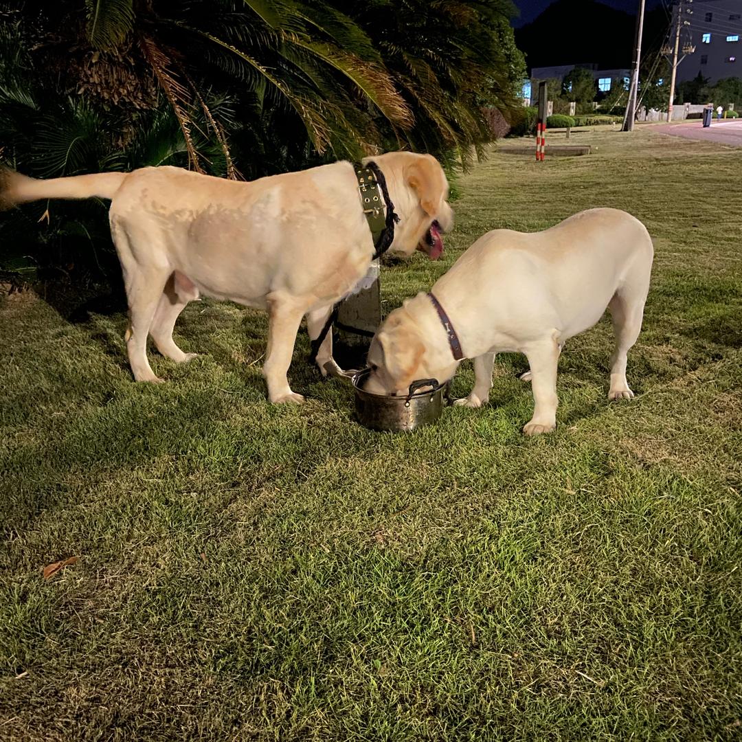 收售大小品种狗：土狗🐶🐶🐶