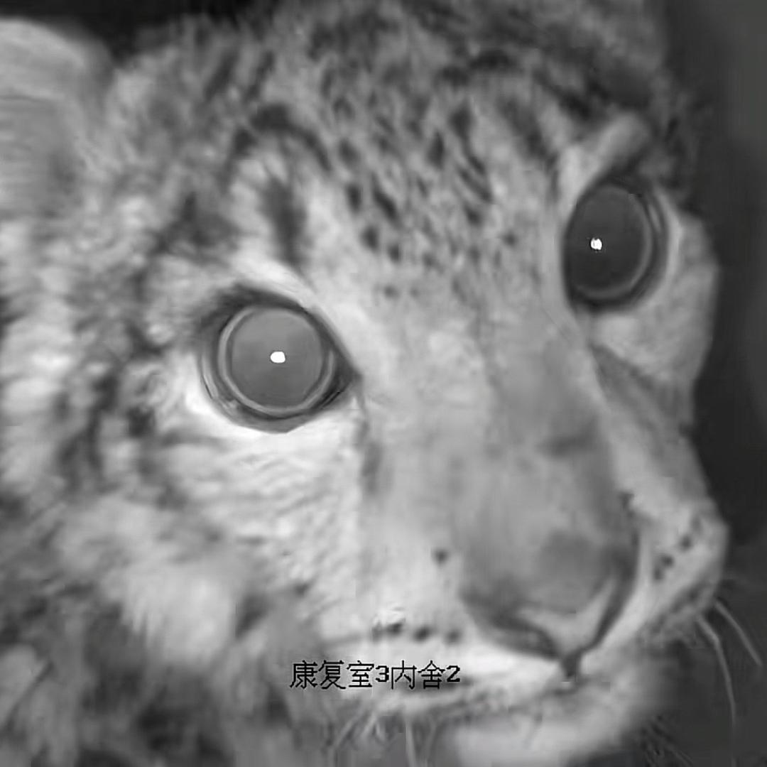欺没有蛀牙