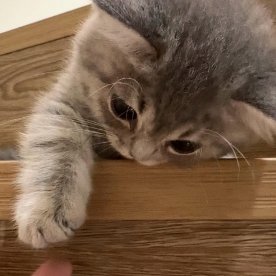 抱抱小壮