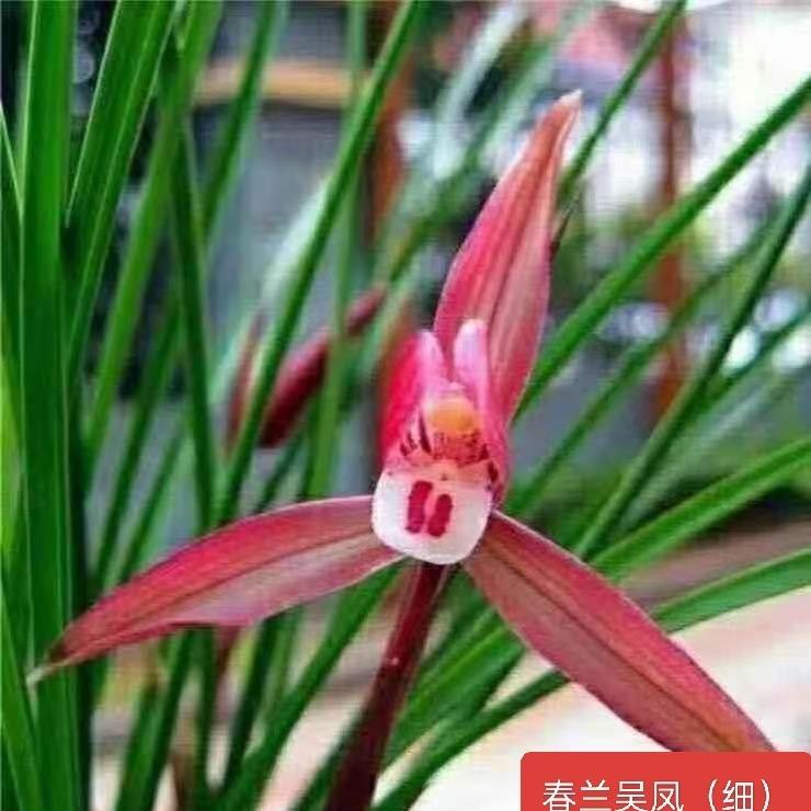 建城花卉